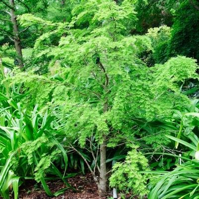 Ornamental Cherry Hybrid 'Pink Cascade' (Prunus × 'Pink cascade' (top grafted)) — reference photo