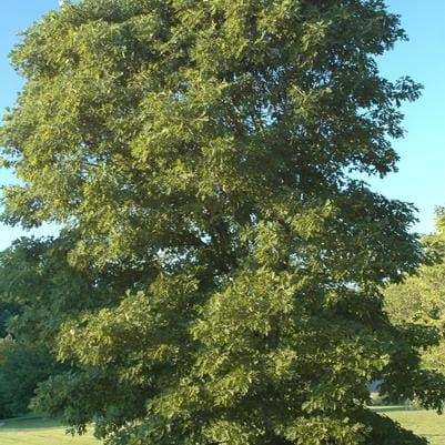 Golden Larch (Pseudolarix amabilis) — reference photo