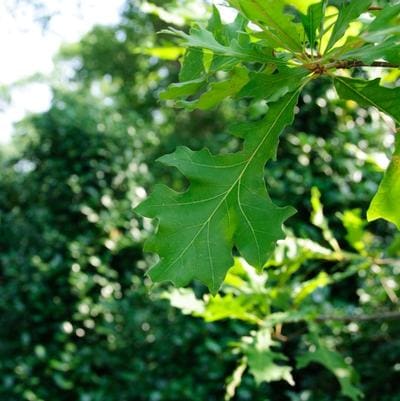 Holm Oak (Quercus ilex) — reference photo