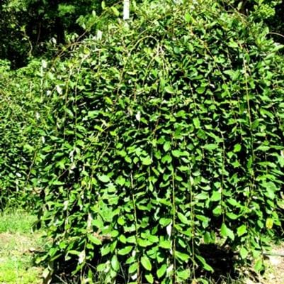 Golden Weeping Willow (Salix babylonica 'Tristis') — reference photo