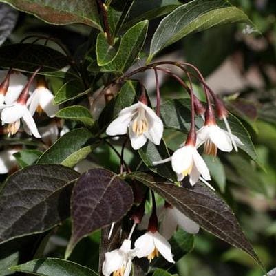 Japanese Snowbell 'Night Fall®' (Styrax japonicus 'Night fall®' new weeping dark leaf snowbell:) — reference photo