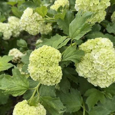 European Cranberrybush 'Roseum' (Viburnum opulus 'Roseum') — reference photo