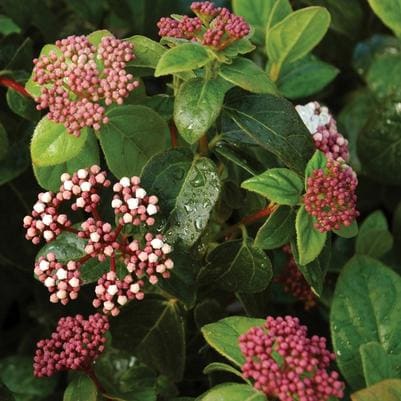 Blackhaw Viburnum 'Dark Tower' (Viburnum prunifolium 'Dark tower') — reference photo