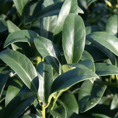 Yaupon Holly 'Pendula' (Ilex vomitoria 'Pendula') — reference photo