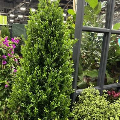 Holly Hybrid 'Dragon Slayer' (Ilex × 'Dragon slayer') — reference photo