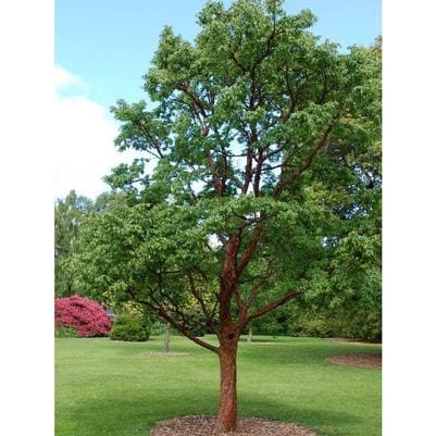 Maple 'Baby Buttons' (Acer circinatum 'Baby buttons') — reference photo