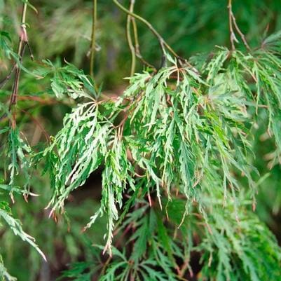 Maple 'Viridis' (Acer palmatum var. dissectum 'Viridis') — reference photo