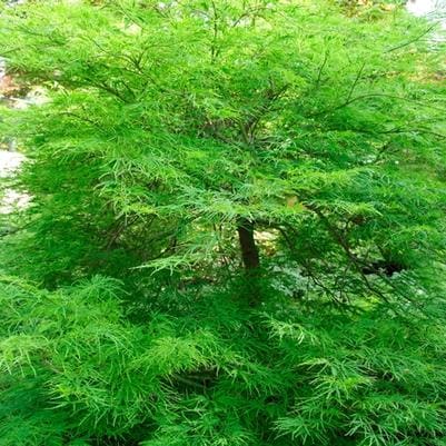 Maple 'Viridis' (Acer palmatum var. dissectum 'Viridis') — reference photo