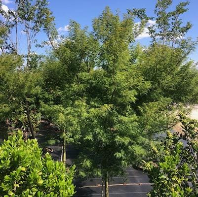 Maple 'Lemon Lime Lace' (Acer palmatum var. dissectum 'Lemon lime lace') — reference photo