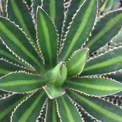 Agave (Agave americana) — reference photo