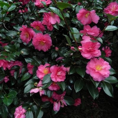 Sasanqua Camellia 'October Magic Orchid' (Camellia sasanqua 'October magic orchid') — reference photo