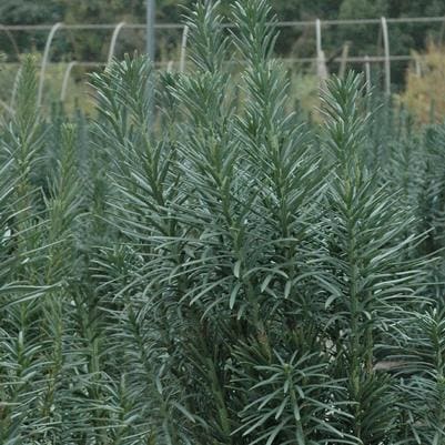 Japanese Plum Yew 'Tightwad' (Cephalotaxus harringtonia 'Tightwad' new (compact "dwarf" ceph. prostrata);) — reference photo