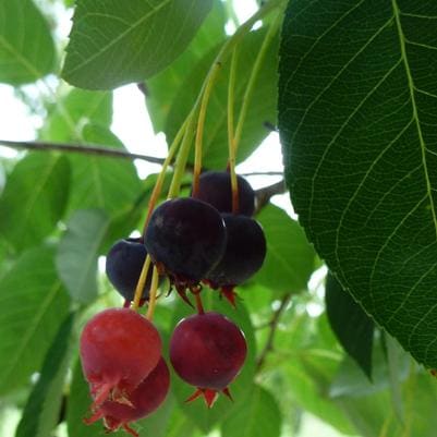 Serviceberry Hybrid 'Rainbow Pillar®' (Amelanchier × 'Rainbow pillar®') — reference photo
