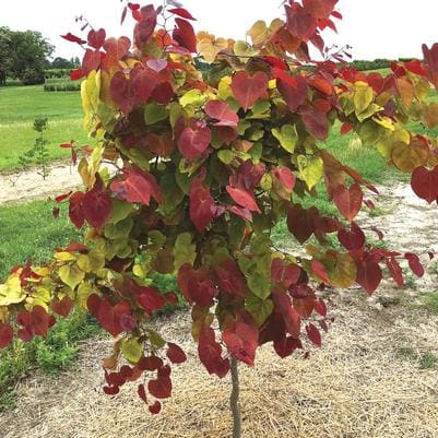 Eastern Redbud 'Carolina Sweetheart®' (Cercis canadensis 'Carolina sweetheart®') — reference photo