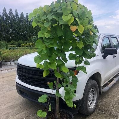 Eastern Redbud 'Garden Gems "Amethyst Falls"' (Cercis canadensis 'Garden gems "amethyst falls"' (cascading habit)) — reference photo