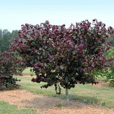 Chinese Redbud 'Kay' (Cercis chinensis 'Kay's early hope') — reference photo