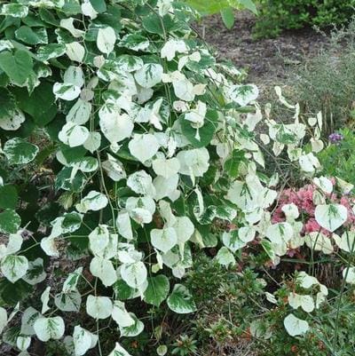 Eastern Redbud 'Velvet Hearts' (Cercis canadensis 'Velvet hearts') — reference photo