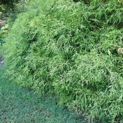 Sawara Cypress 'Baby Blue Ice' (Chamaecyparis pisifera 'Baby blue ice') — reference photo