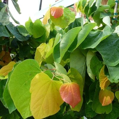 Eastern Redbud 'Purple Rain' (Cercis canadensis 'Purple rain') — reference photo