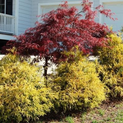 Sawara Cypress 'Filifera Aureovariegata' (Chamaecyparis pisifera 'Filifera aureovariegata') — reference photo