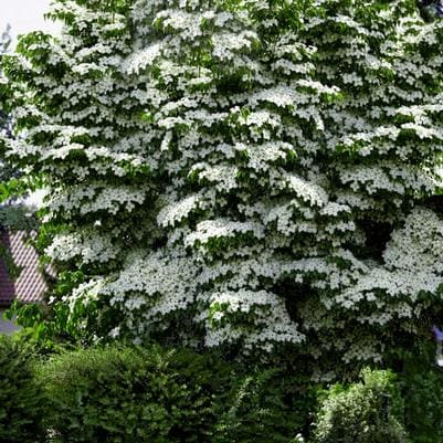 Hybrid Dogwood 'Venus' (Cornus × 'Venus') — reference photo
