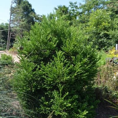 Japanese Cedar 'Gyokuryu' (Cryptomeria japonica 'Gyokuryu') — reference photo