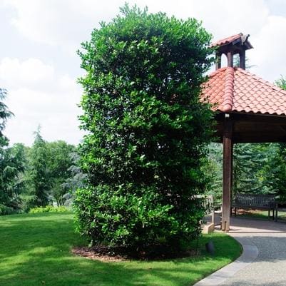 Holly Hybrid 'My Lady' (Ilex × 'My lady') — reference photo