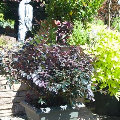 Chinese Fringe Flower 'Chang Nian Hong' (Loropetalum chinense 'Chang nian hong') — reference photo