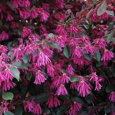 Chinese Fringe Flower 'Purple Diamond' (Loropetalum chinense 'Purple diamond') — reference photo