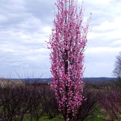 Ornamental Peach 'Corinthian White' (Prunus persica 'Corinthian white') — reference photo