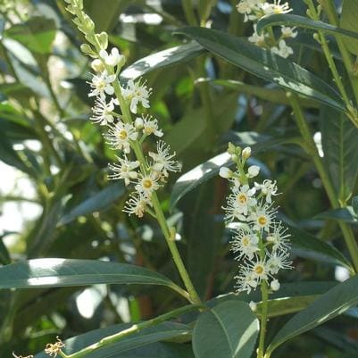 Cherry / Plum 'West Coast Schipkaensis' (Prunus laurocerasus 'West coast schipkaensis') — reference photo