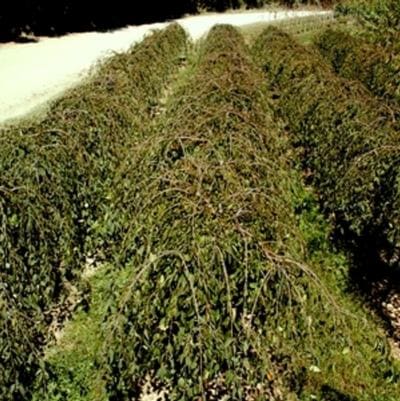 Cherry / Plum (Prunus serotinanative;) — reference photo