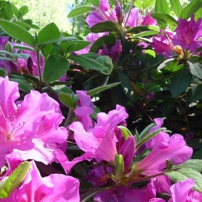 Rhododendron (Rhododendron 'Conleb') — reference photo