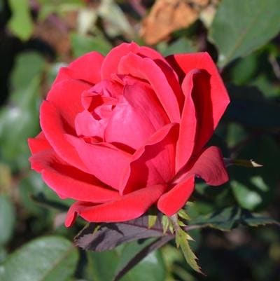 Popcorn Drift(R) Rose (Rosa popcorn drift(r) 12-15"w) — reference photo