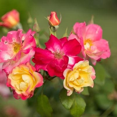 Rose 'Red Drift®' (Rosa 'Red drift®') — reference photo