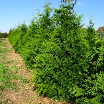 Western Red Cedar '4ever' (Thuja plicata '4ever') — reference photo