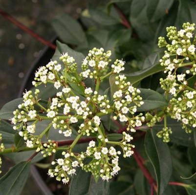 Laurustinus 'Shades of Pink' (Viburnum tinus 'Shades of pink') — reference photo