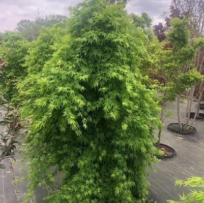 Standard / tree form (reference — training varies by crop)