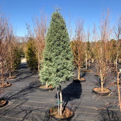 Arizona Cypress 'Carolina Sapphire' (Callitropsis glabra 'Carolina sapphire') — reference photo