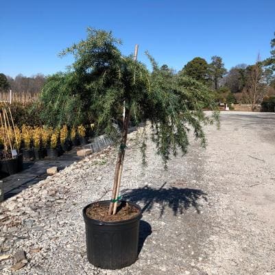 Deodar Cedar 'Feelin' (Cedrus deodara 'Feelin' blue') — reference photo