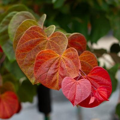Eastern Redbud 'Green Machine' (Cercis canadensis 'Green machine'weeping redbud;) — reference photo