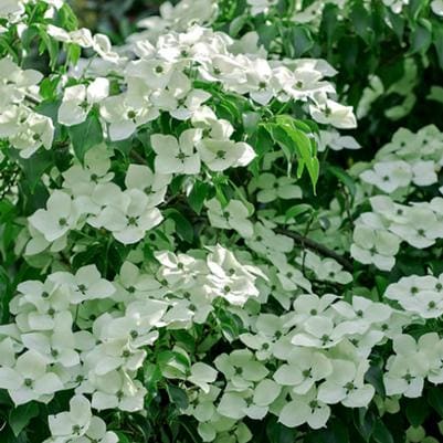 Dogwood (Cornus florida') — reference photo