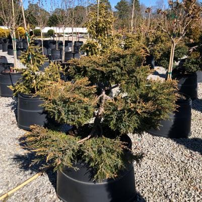 Chinese Juniper 'Daub' (Juniperus chinensis 'Daub's frosted') — reference photo