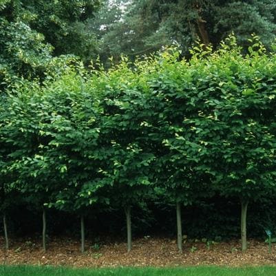 European Hornbeam 'Fastigiata' (Carpinus betulus 'Fastigiata') — reference photo