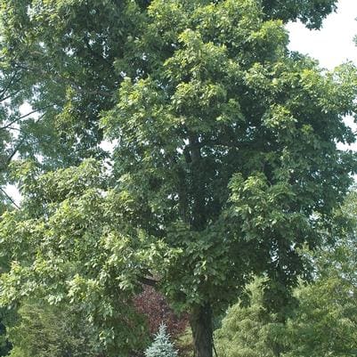 American Hornbeam 'Fire King' (Carpinus caroliniana 'Fire king') — reference photo