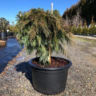 Dawn Redwood 'Soul Fire' (Metasequoia glyptostroboides 'Soul fire') — reference photo