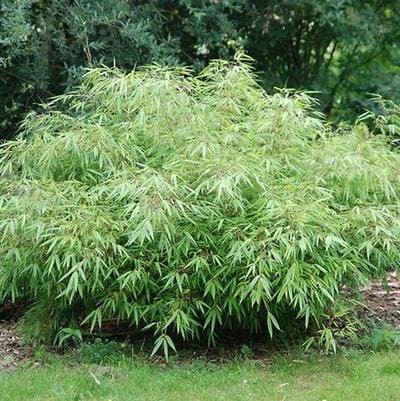 American Beech (Fagus grandifolia) — reference photo