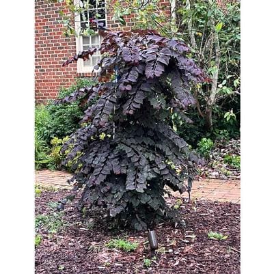 Eastern Redbud 'Forest Pansy' (Cercis canadensis 'Forest pansy') — reference photo