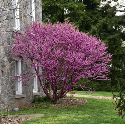 Redbud 'Traveller' (Cercis canadensis var texensis 'Traveller') — reference photo