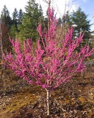 Chinese Redbud 'Don Egolf' (Cercis chinensis 'Don egolf') — reference photo